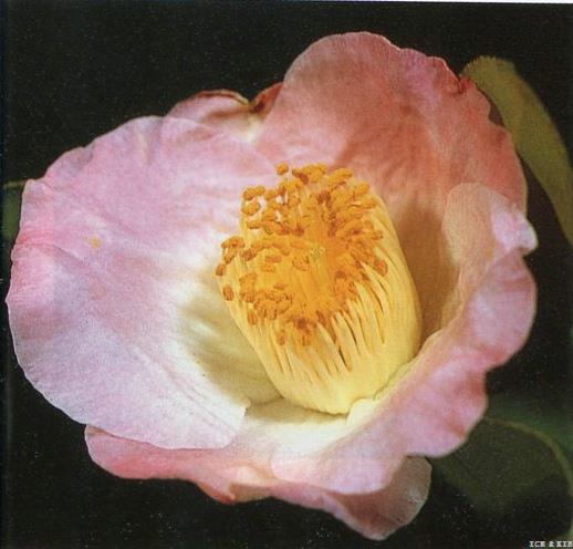 tama-ikari-cultivars-international-camellia-register