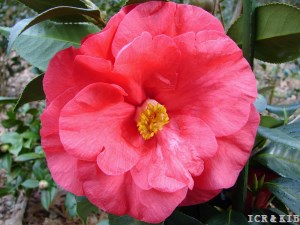 American Camellia Society