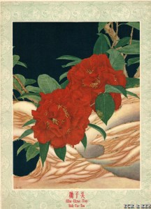 1948-李际科：美丽的云南山茶花