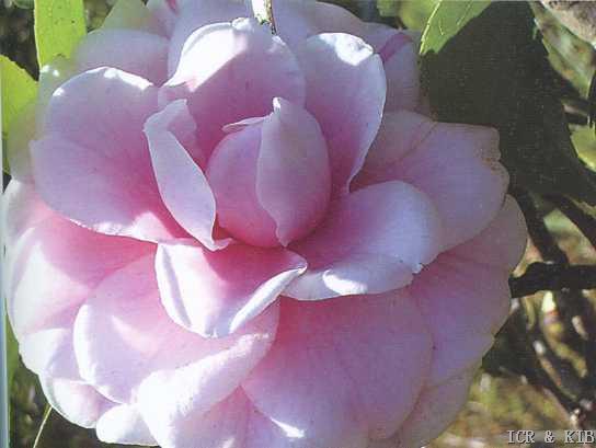 Gone Again Blush