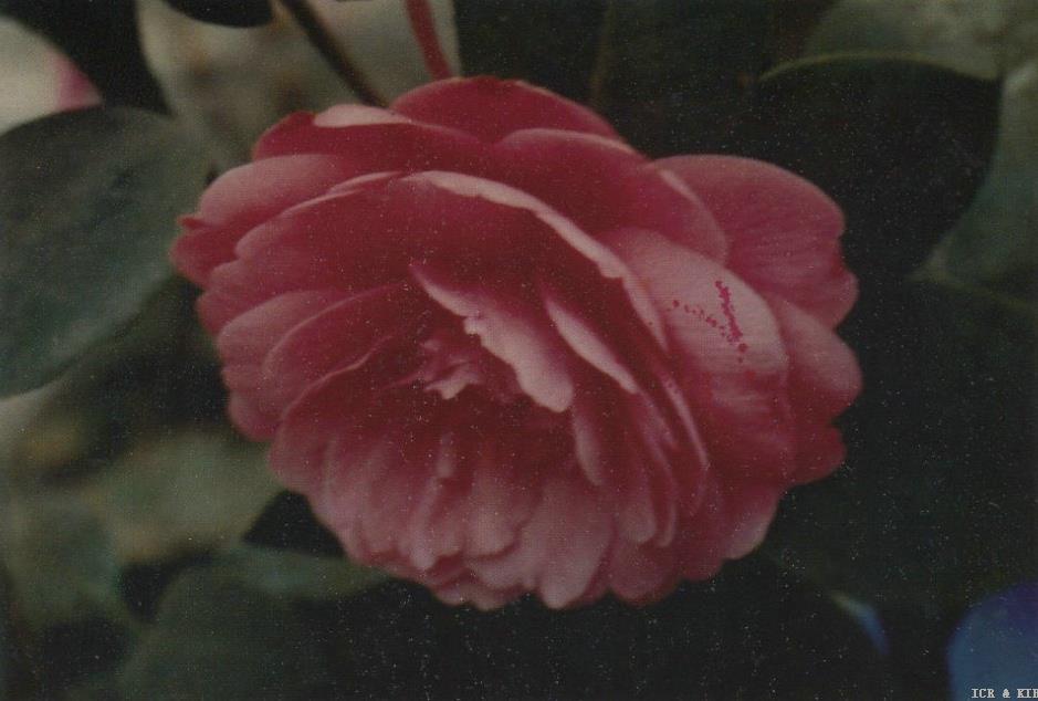 Zhaoxia