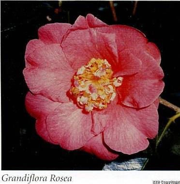Grandiflora Rosea