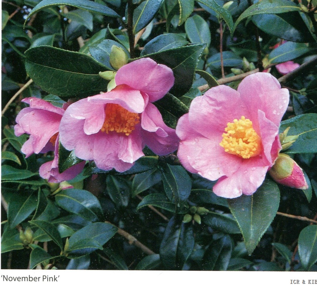 November Pink