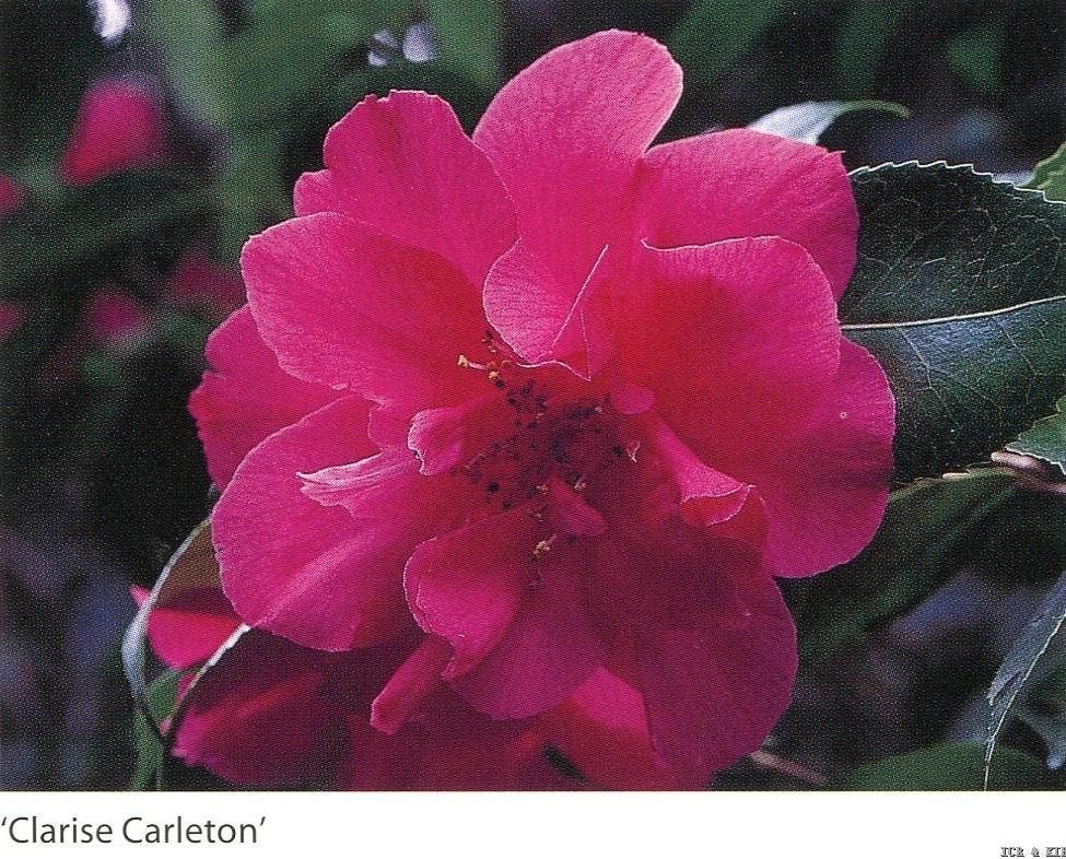 Clarise Carleton