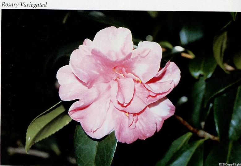 Rosary Variegated