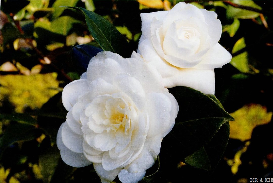 Gallica Alba