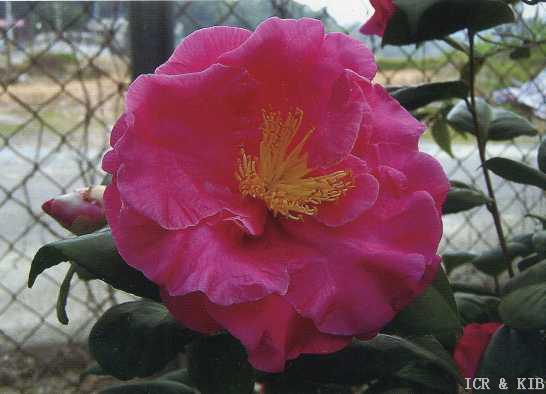 Flossie Goodson