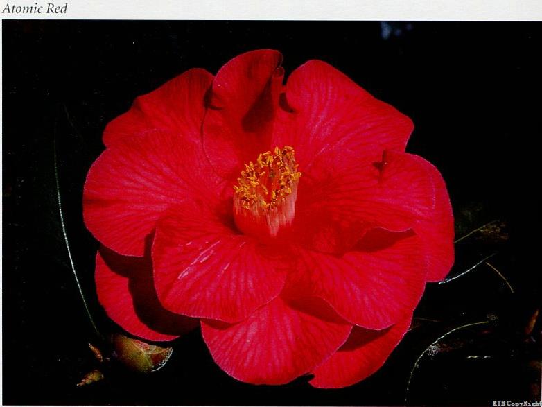 atomic-red-cultivars-international-camellia-register