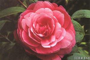 Marchesa Amalia Faraggiana