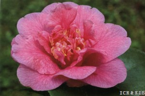 Perle des Camelias