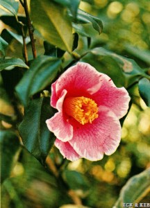 Sanpei-tsubaki