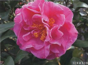 Marie Bracey