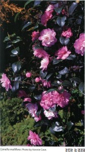 Maliflora