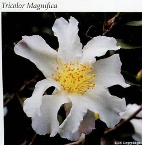 Tricolor Magnifca