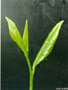 Yundinglü
