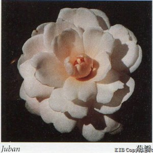 Juban