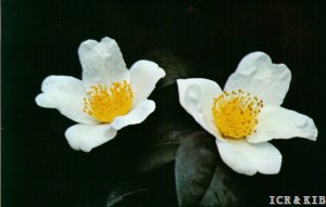 Kazahana