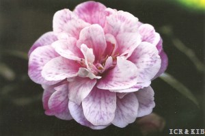 Maliflora