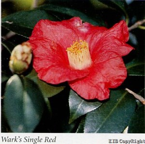 Wark's Single Red