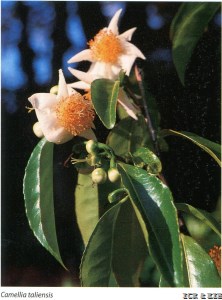 Camellia taliensis
