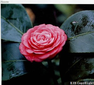 Fleurette