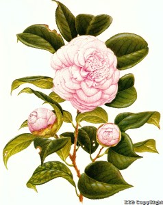 Comtesse Woronzoff