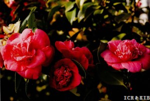 Pinck Rosa  Rosea