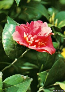 Aiai-gasa