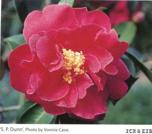 S.P.Dunn