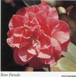 Rose Parade