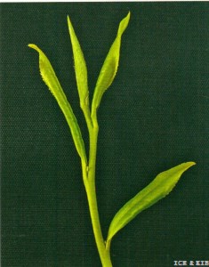 Xiapu Yuanxiaocha