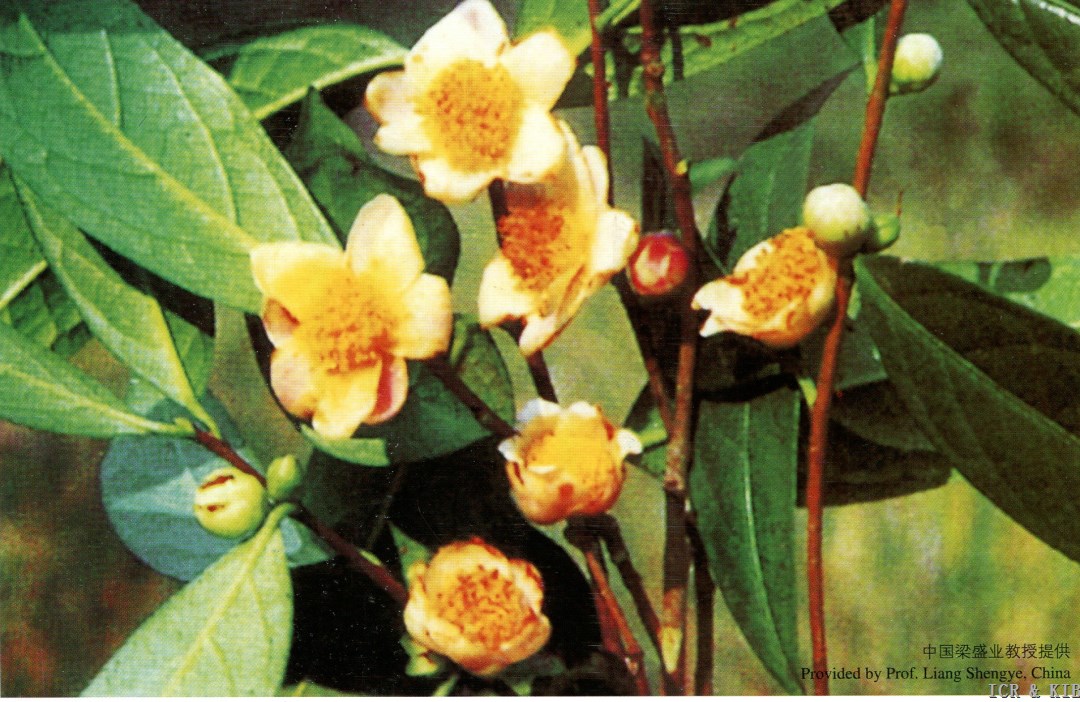 Camellia parvifolia
