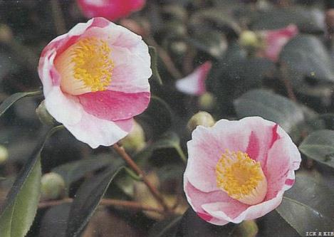 Chiyoda-nishiki-Kansai