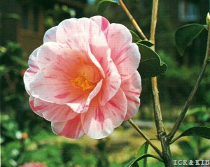 Nagaoka-shibori