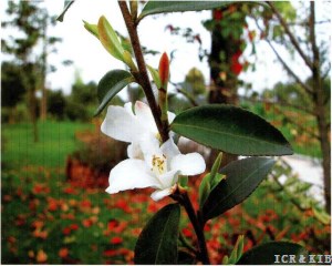 Camellia buxifolia