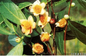 Camellia parvifolia