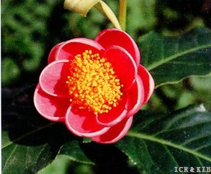 Camellia amplexicaulis (Pitard) Cohen Stuart