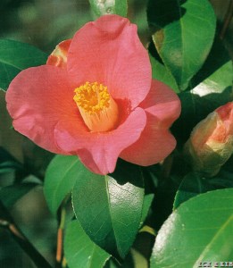 Terukuni-no-haru