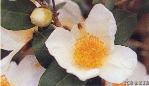 Kazahana
