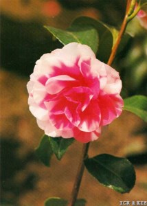 Toyo-no-hikari