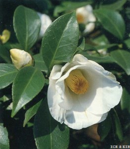 Hatsuarashi
