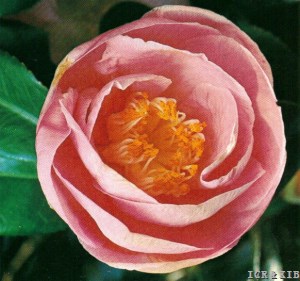 花富貴