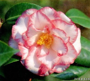 Betty's Beauty