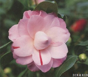 Tsugawa-shibori