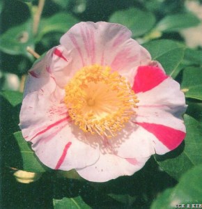 Shokkō-nishiki (Katayama)