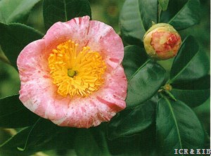 Mushagaeshi