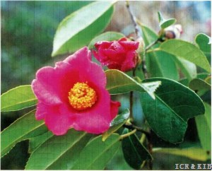 Camellia phellocapsa