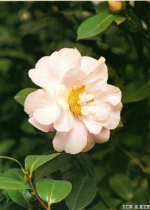 Sylvia May Wells