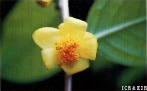 Camellia fascicularis