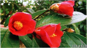 Camellia villosa